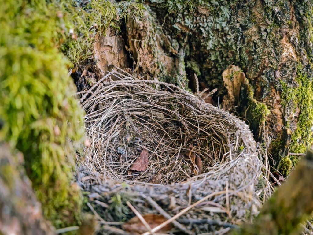 Empty Nest Syndrome Tips